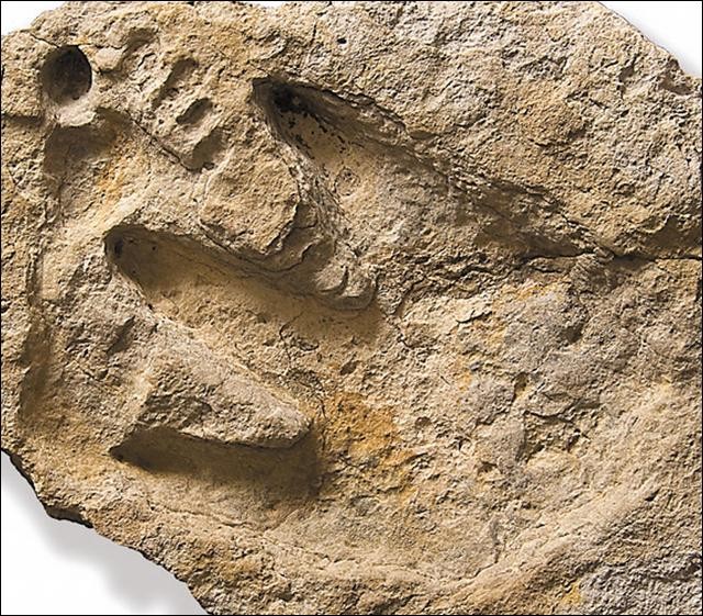 dinosau stopy